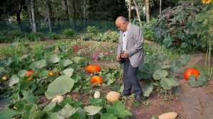 Как получить БОЛЬШОЙ УРОЖАЙ ТЫКВЫ в средней полосе России. Результат ухода за тыквой.