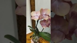 фаленопсис Розетта нон-лип ( Спиннер )