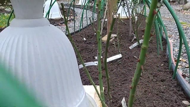 Как я раньше укрывала розы и как теперь.Зачем нужен усиленный каркас. смотреть онлайн