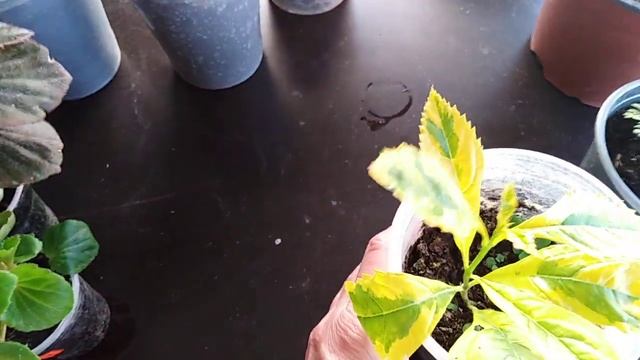 Комнатные цветы- классные подарки от Марины!!