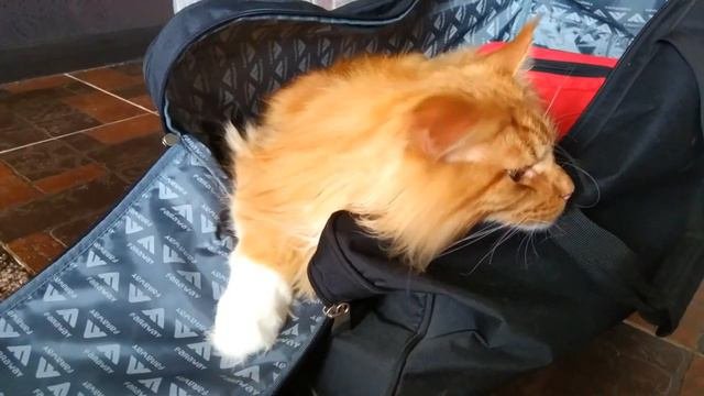 Мейн кун Степа и кот Тихон. Рады приезду бабушки💕