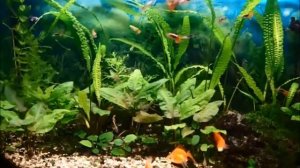 Аквариум 180л  Кормление золотых рыбок