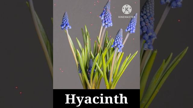 Blooming Hyacinth, flowers, nice flowers, hyacinth flower, nature, farm, beautiful flower time laps