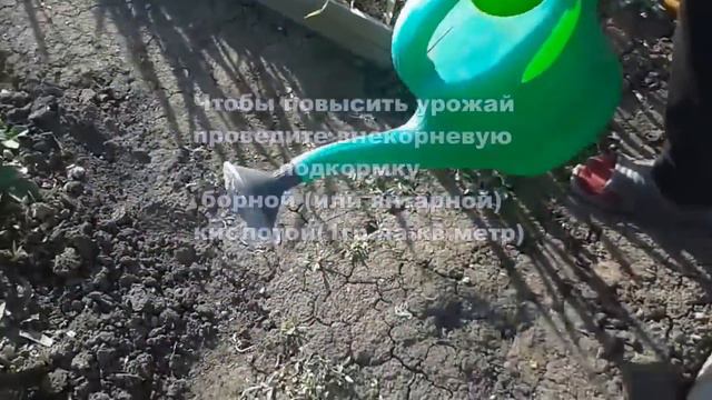 высокий урожай клубники , советы по весеннему уходу смотреть онлайн