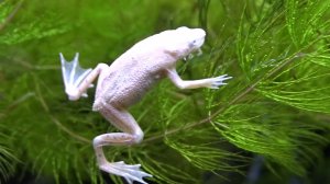 Лягушка карликовая альбинос