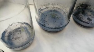 Семена орхидей проросли в домашних условиях