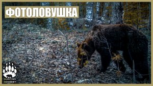 Голодный медведь, волк и лиса