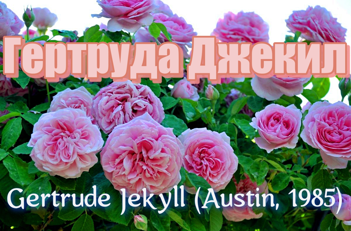 Роза Гертруда Джекил (Английская)  Gertrude Jekyll ( Austin, 1985)