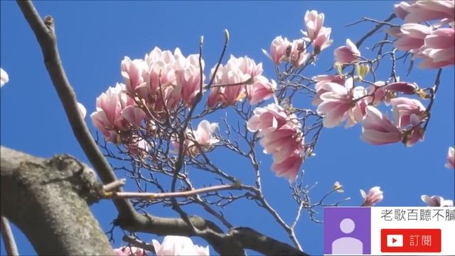 週末最好聽 50首三味線輕音樂 放鬆解壓 Relaxing Chinese Music смотреть онлайн