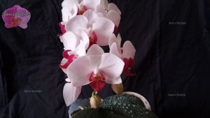 Phalaenopsis Little Gem Stripes, Orchid with red lip