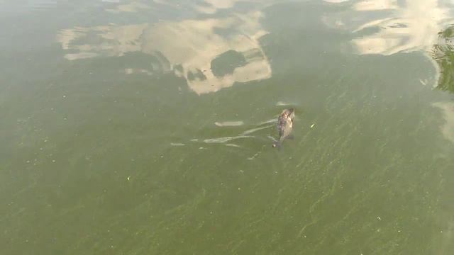 Воронежское водохранилище Подлещик солитёрный