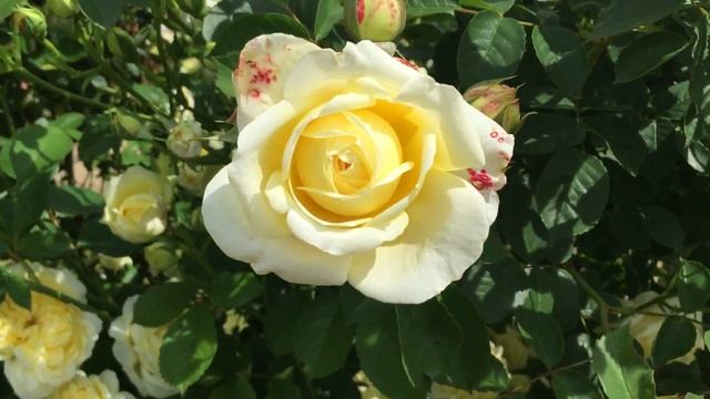 Clusters of White & Yellow Roses In Garden #roses #whiteroses #yellowroses #gardening #roseflowers смотреть онлайн