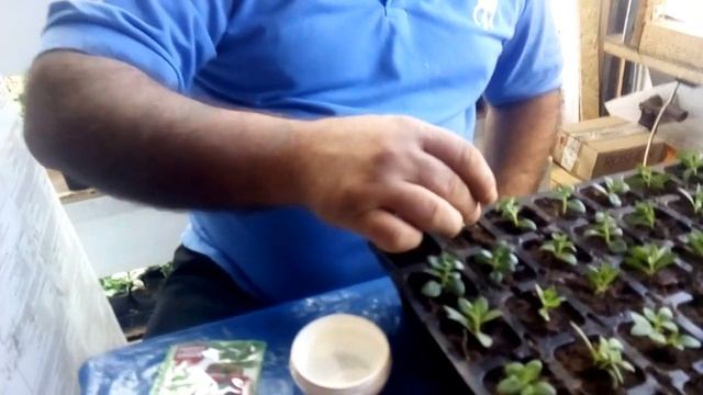 Черенкование калибрахоа без секретов!!!