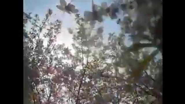 Ярослав Евдокимов 'Вишнёвый сад