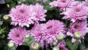 Валентина Пономарева - Отцвели уж давно хризантемы в саду (cover by Olga Shumskaya)