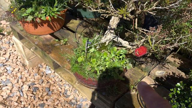 Bonsai, roundup weeding your bonsai, not a how to video, easy weeding if it works Aussie Bonsai Blo смотреть онлайн