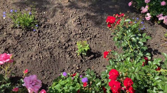 Розы в саду. Прогулка по саду (Урал, 3 зона). смотреть онлайн