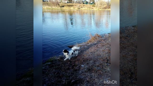 Японский хин Наеко Етси смотреть онлайн