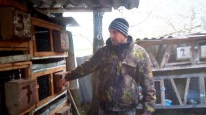 Кролики породы серебро.На племя.