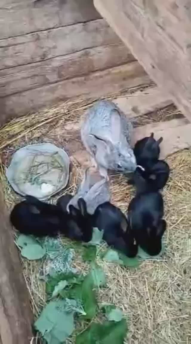 Кормление крольчат,дочка в деревне... смотреть онлайн