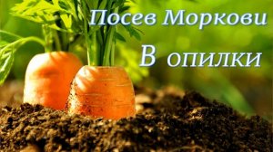 Морковь. Посадка моркови в опилки. Просто и быстро!