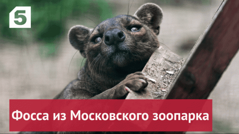 Фоссы в Московском зоопарке