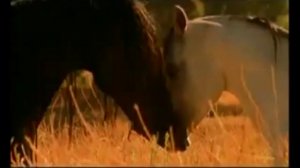 Красивая музыка о нежности и любви