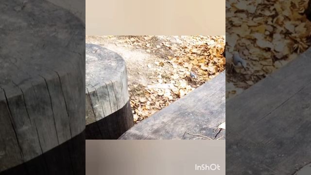 Краски и песни осени? смотреть онлайн