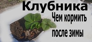 Первая подкормка клубники после зимы.