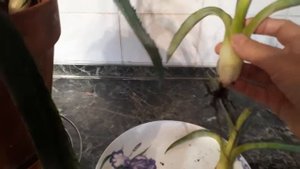 #agave #комнатныерастения #суккуленты #агава #размножение  / Агава(лат.agave)популярная. Размножени