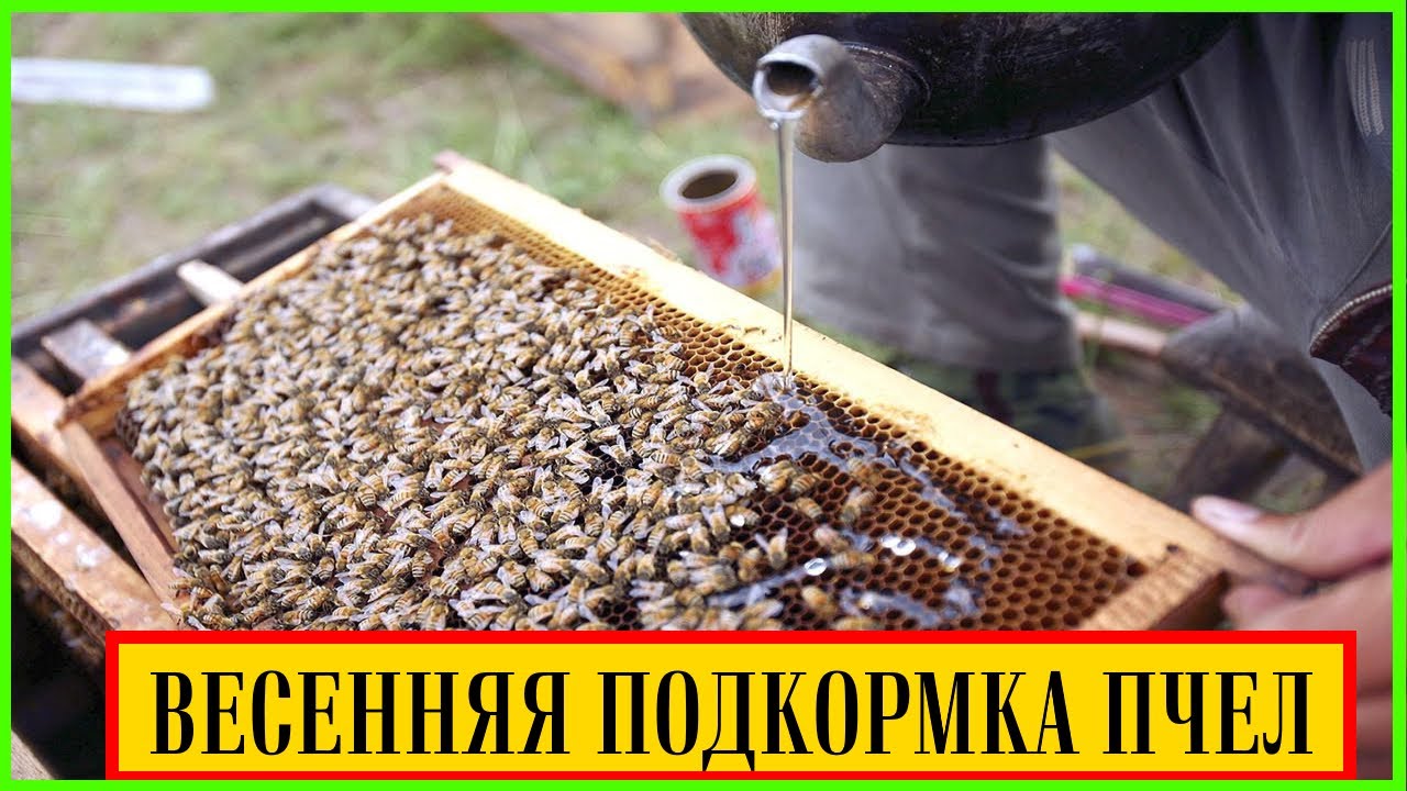 Весенняя подкормка пчел медом. Медовая подкормка пчел. Можно ли подкармливать пчел в октябре. Пчелы зимой. Можно ли подкармливать пчел в октябре.