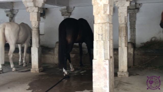 ПРОГУЛКИ ПО УДАЙПУРУ, ИНДИЯ смотреть онлайн