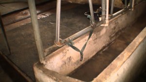 Многопрофильное ЛПХ Александра Казакова. Помещение для КРС