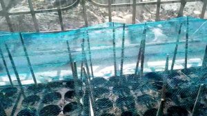 Как сберечь рассаду от кошек и двухвосток?