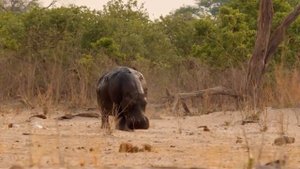 Лев против крокодила, гиен, буйвола, бегемота, жирафа, слона и даже тигра!