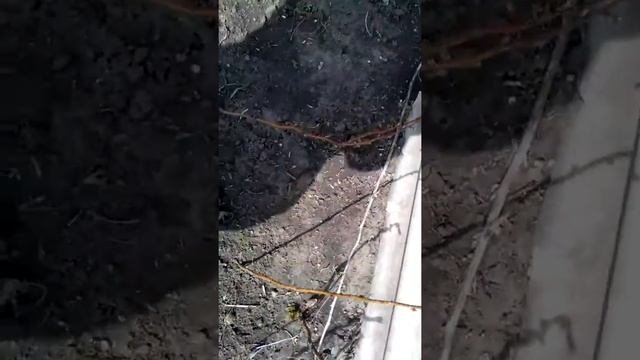 Принялась малина или нет? Проверяем!