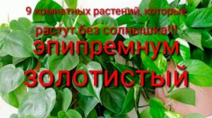 Какие комнатные цветы,растут без солнца?