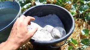 ХОТИТЕ МНОГО ДЫНЬ?  ДЕЛАЙТЕ ТАК! ВЫРАЩИВАНИЕ ДЫНЬ ОТ СЕМЯН ДО УРОЖАЯ