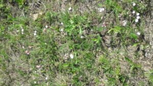 Букет из полевых цветов