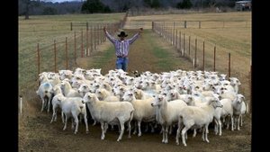 21 августа / Зачем считать овец перед сном?