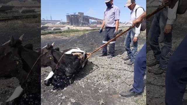 Корова упала в битум смотреть онлайн