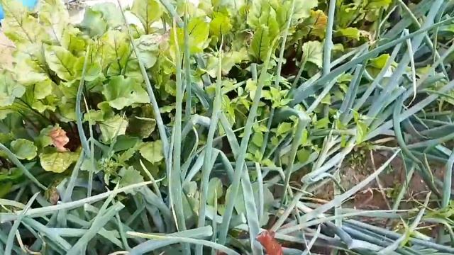 Уборка лука из севка Ред барон. 22 июля 2020 год. смотреть онлайн