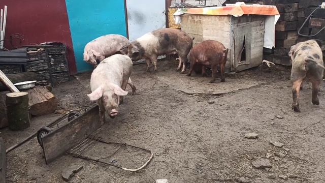 Обычный день свиновода || Поросята Поросятки