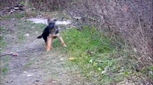 Щенки немецкой овчарки 4 месяца.wmv