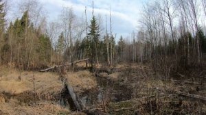 Весенняя видео охота в Подмосковье