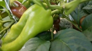 Солнечный ожог перца.