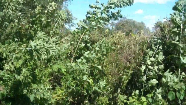 Что я вырастил на даче за 4 года . ОБЗОР ДАЧИ. смотреть онлайн