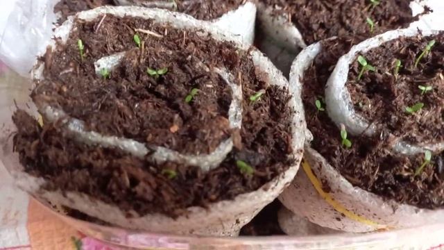 пикировка сеянцев голубики сорта  Чандлер в улитки.