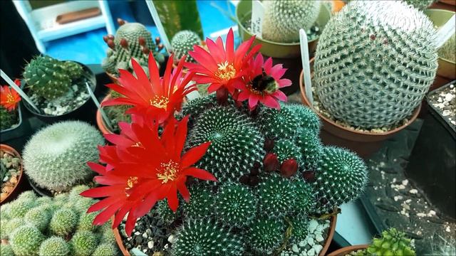 When a hungry Irish Bumble Bee find Cacti Blooms... смотреть онлайн