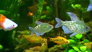 #Aquarium. Бриллиантовая тетра.